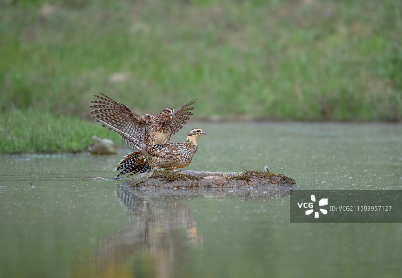 白冠长尾雉（雌）图片素材