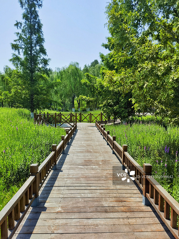 通州大运河森林公园里的栈道图片素材