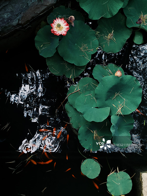 盛夏池塘里的荷花，鱼在嬉戏图片素材