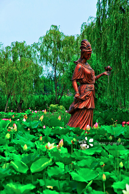 华北明珠白洋淀荷花大观园图片素材