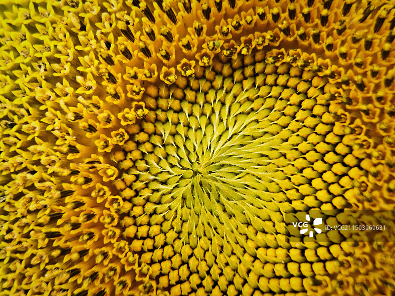 全帧花蕊图片素材