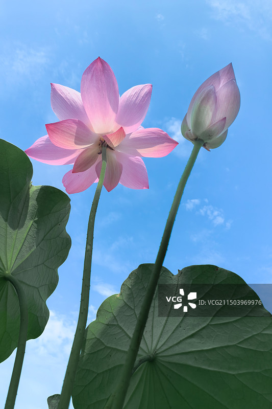 高调绽放·荷花图片素材