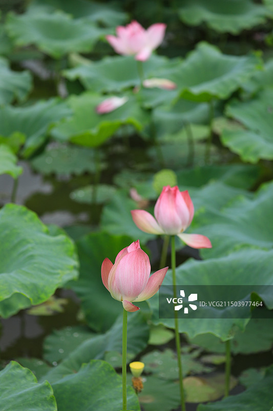 池塘里的荷花图片素材