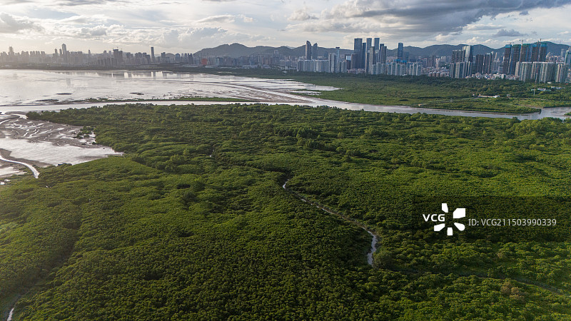 香港特别行政区米埔自然护理区红树林航拍图图片素材