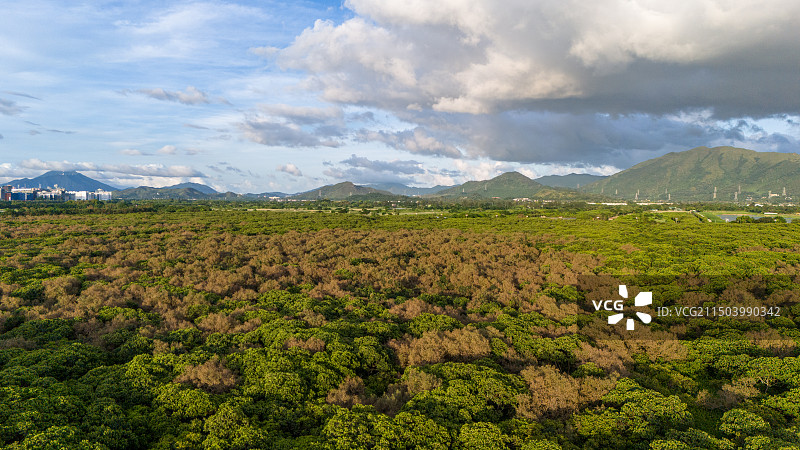 香港特别行政区米埔自然护理区红树林航拍图图片素材