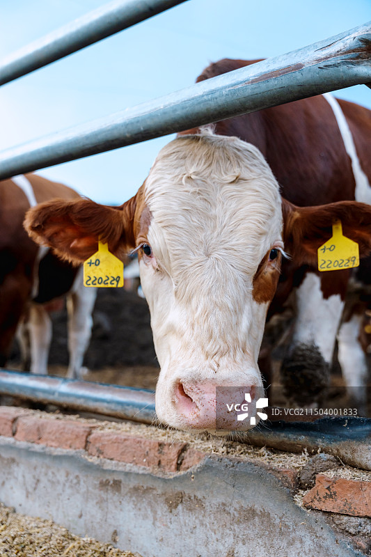 安格斯牛 养殖场 畜牧业 养殖业 农场图片素材