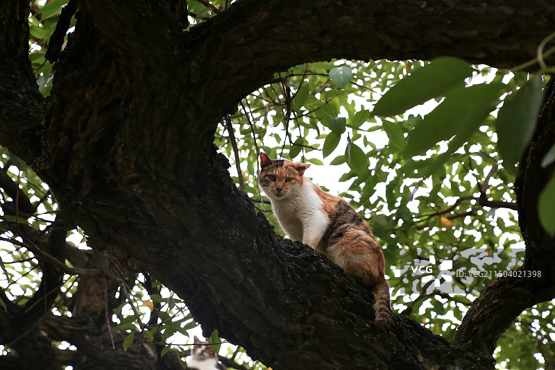 大树之上美丽的猫咪图片素材