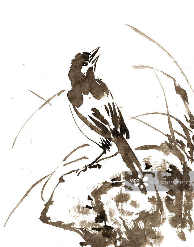 岩石上的小鸟图片素材