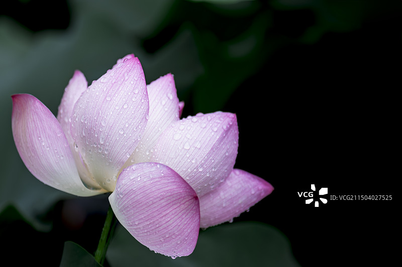 夏天荷塘里盛开的粉白色荷花图片素材