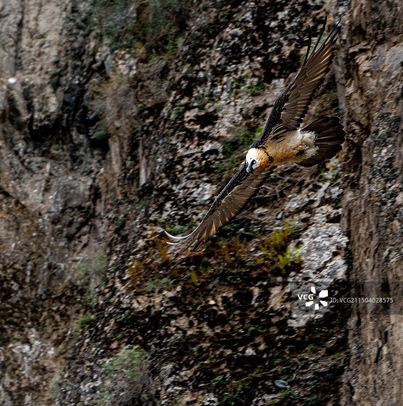 胡兀鹫图片素材
