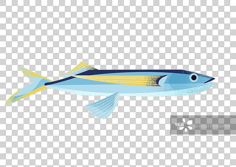 一条蓝色的海洋飞鱼插画图片素材