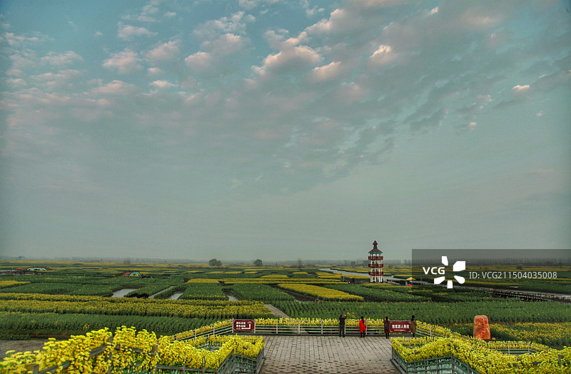 千岛菜花风景图片素材