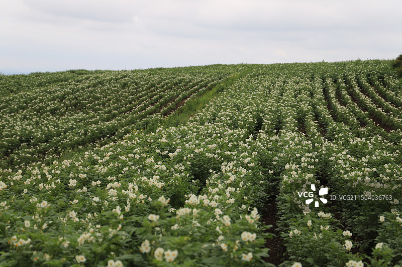 洋芋花马铃薯花土豆花夏天粮食绿色图片素材