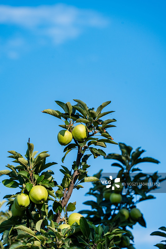 植物青苹果素材图片素材