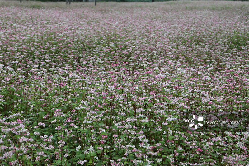 锁黄仓荞麦花荞花粉色花朵苦荞花甜荞花图片素材
