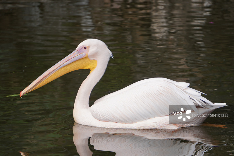 昆明动物园，鹈鹕图片素材