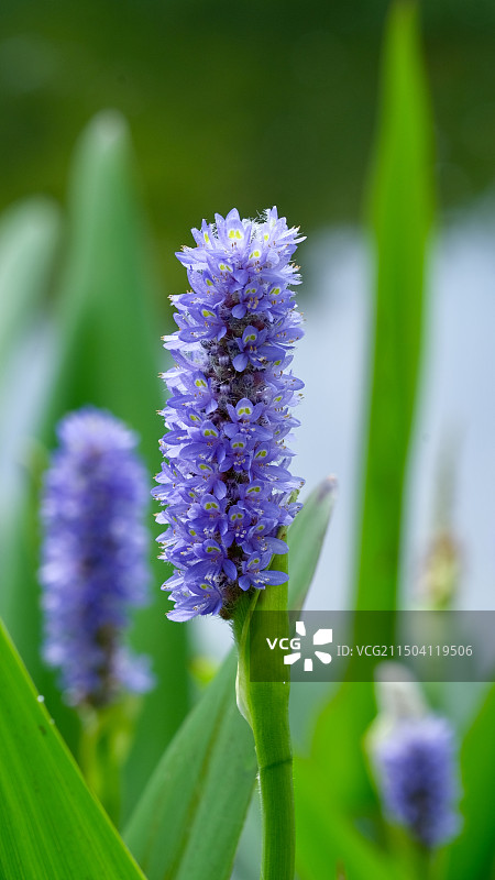 金鱼草图片素材