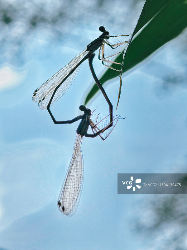 蓝天下豆娘的爱情故事图片素材