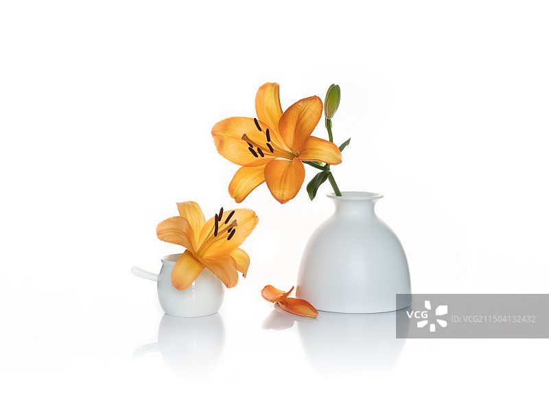 黄色百合花图片素材