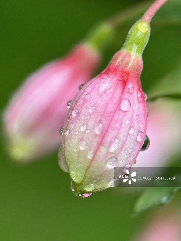 雨后的倒挂金钟，色彩更加鲜艳，越发热情洋溢，而又充满活力图片素材