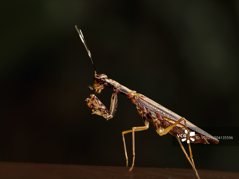 享受美食（螳蛉）图片素材