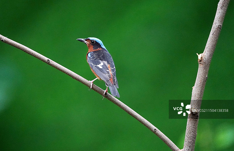 白喉矶鸫图片素材