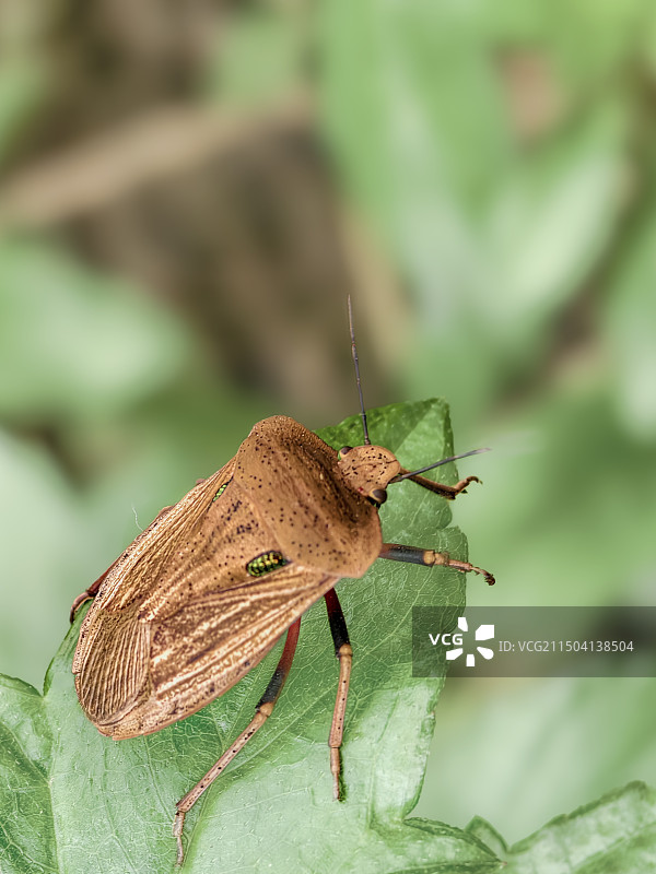 登高望远（蝽）图片素材