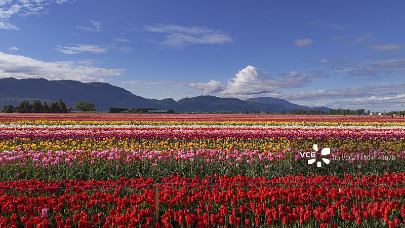 温哥华的郁金香田图片素材