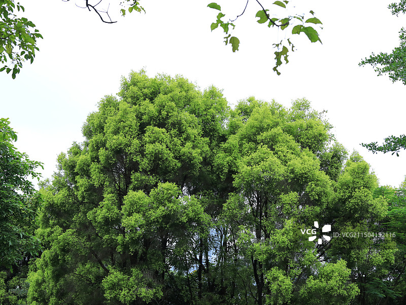 夏天的绿色树木图片素材