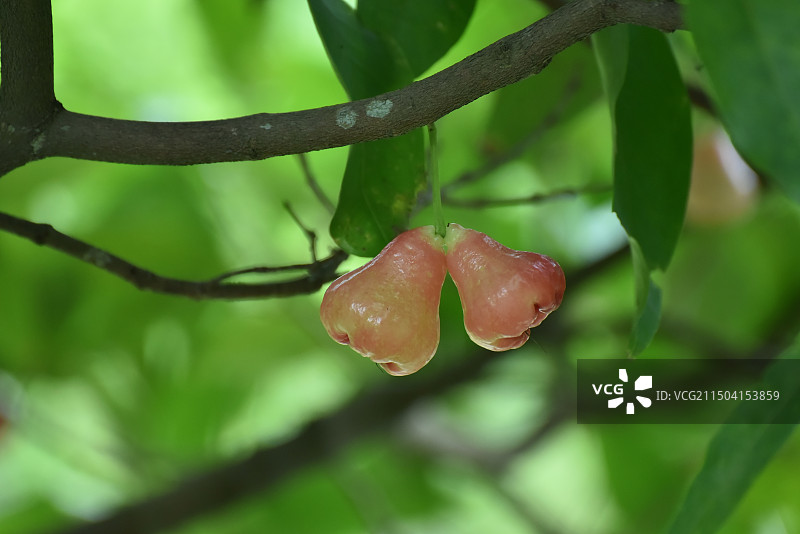 莲雾 又叫辇雾、琏雾、爪哇蒲桃、洋蒲桃，是桃金娘科的常绿小乔木。 因其果实长得像铃铛，亦称为bell图片素材