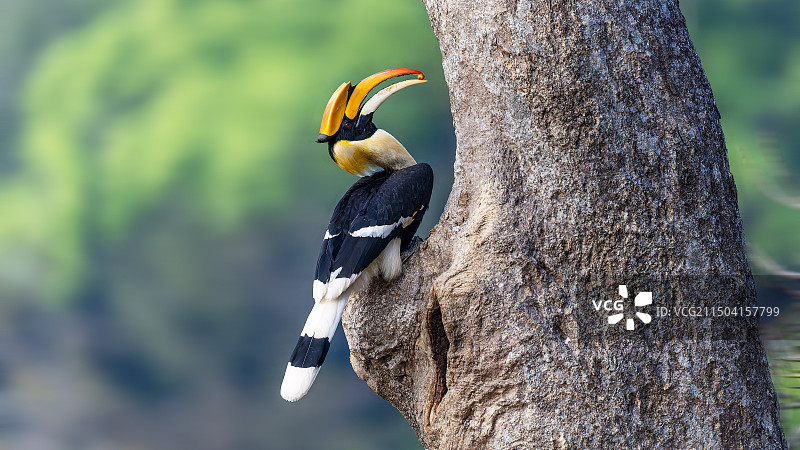 叼着红果子的双冠犀鸟图片素材