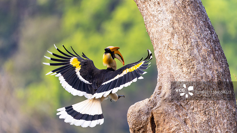 飞翔的犀鸟！图片素材