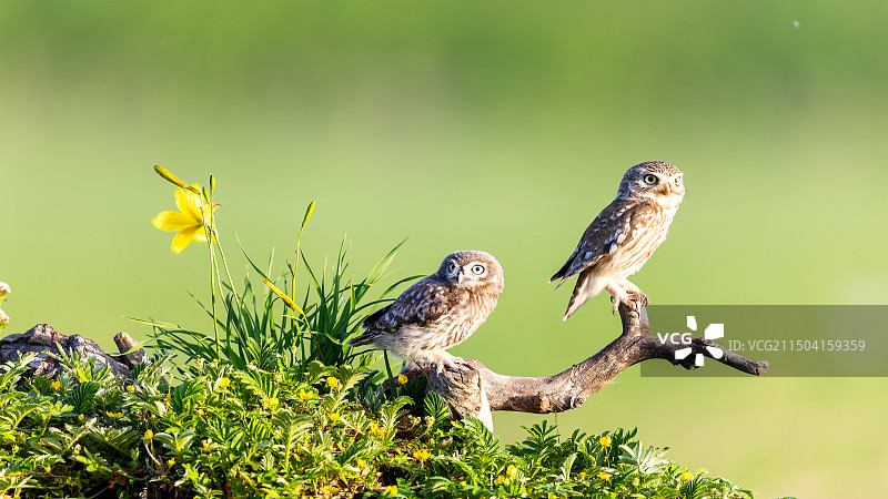 纵纹腹小鸮图片素材