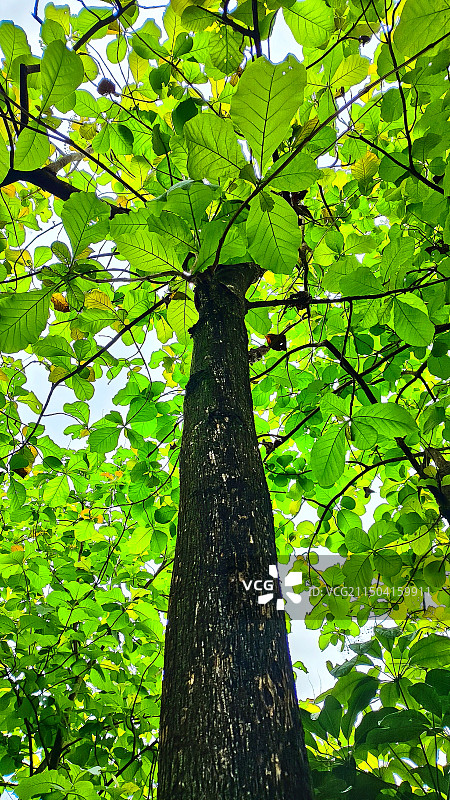 布满天空的绿叶图片素材