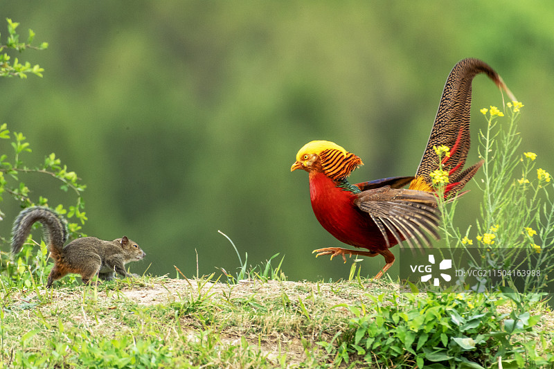 红腹锦鸡遇见松鼠图片素材