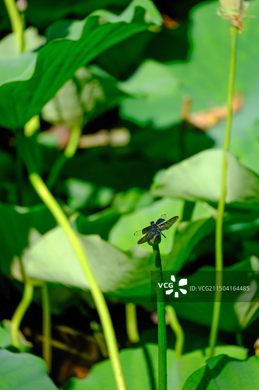 一只黑丽翅蜻站立在荷花上特写图片素材