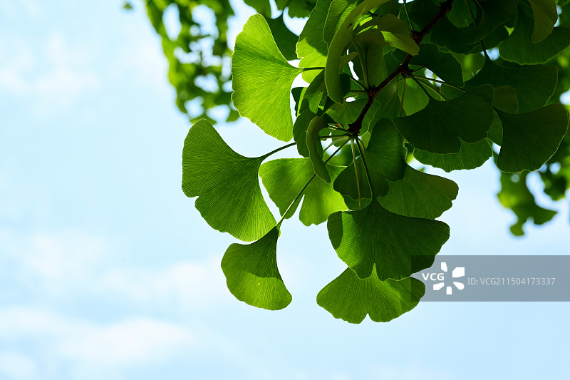 蓝天下的银杏叶图片素材