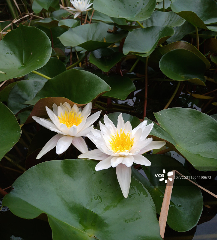 莲花娇艳绽放图片素材
