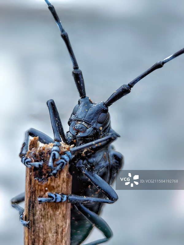 您好！天牛哥图片素材