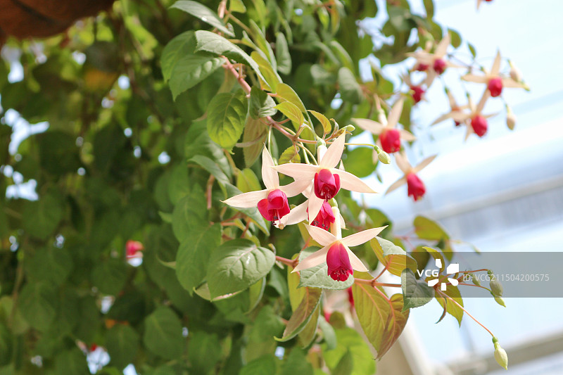 倒挂金钟图片素材