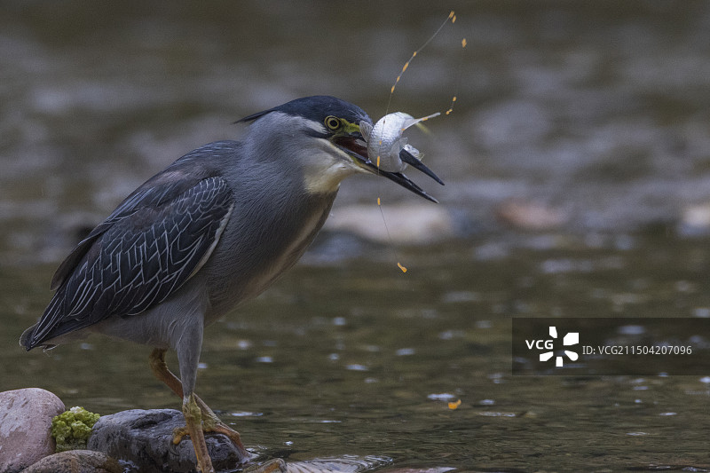 绿鹭捕鱼雌鱼在自己的生命即将走到尽头，她奋力将肚内的鱼籽产下……图片素材