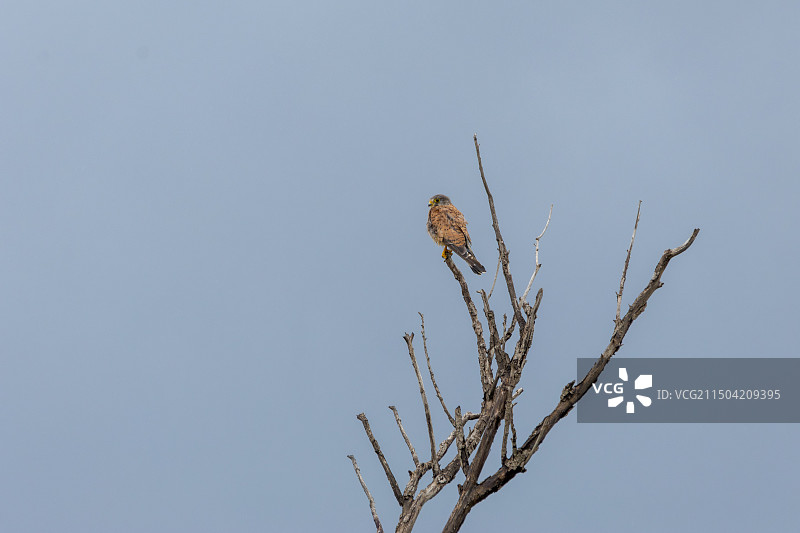 河北张家口鸡鸣山——红隼图片素材