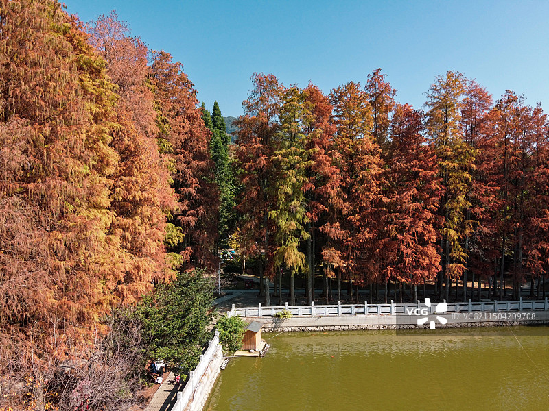 福州森林公园秋天红水杉.jpg图片素材