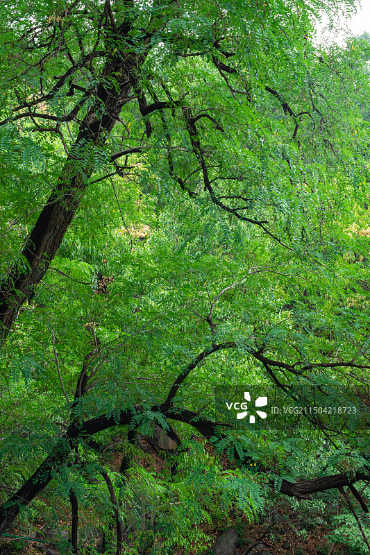 中国自然风光拍摄主题，绿色山脉森林和许多大树，户外白昼无人图像摄影图片素材