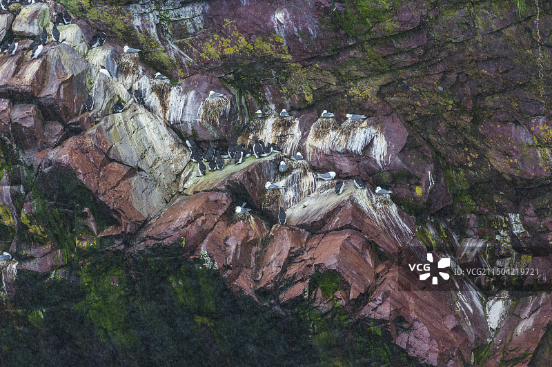 夏天风雨中栖息在加拿大纽芬兰岛东海岸悬崖中的各种海雀图片素材