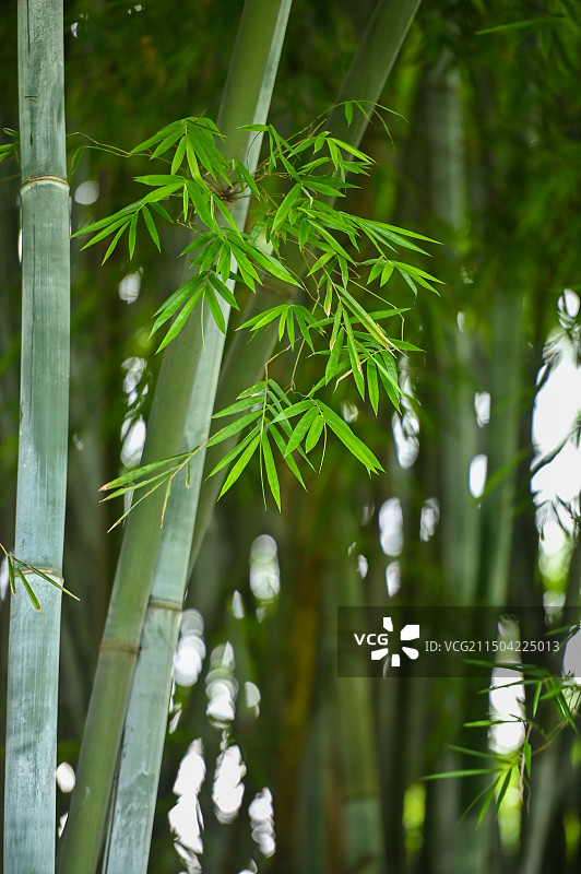 竹子图片素材