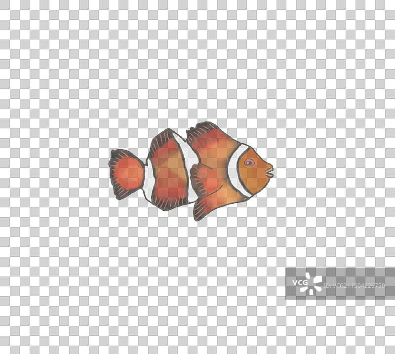 小丑鱼免抠图元素图片素材