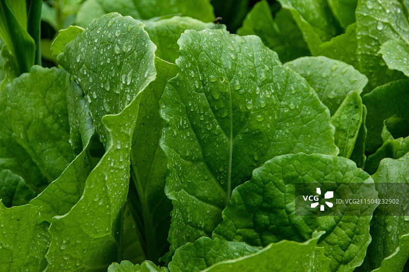 新疆杏，核桃，水珠特写，水果图片素材