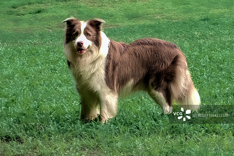 草地上牧羊犬特写镜头图片素材