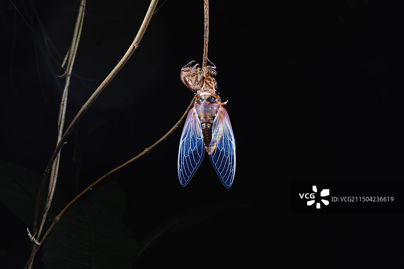 蝉蜕壳蝉羽化图片素材